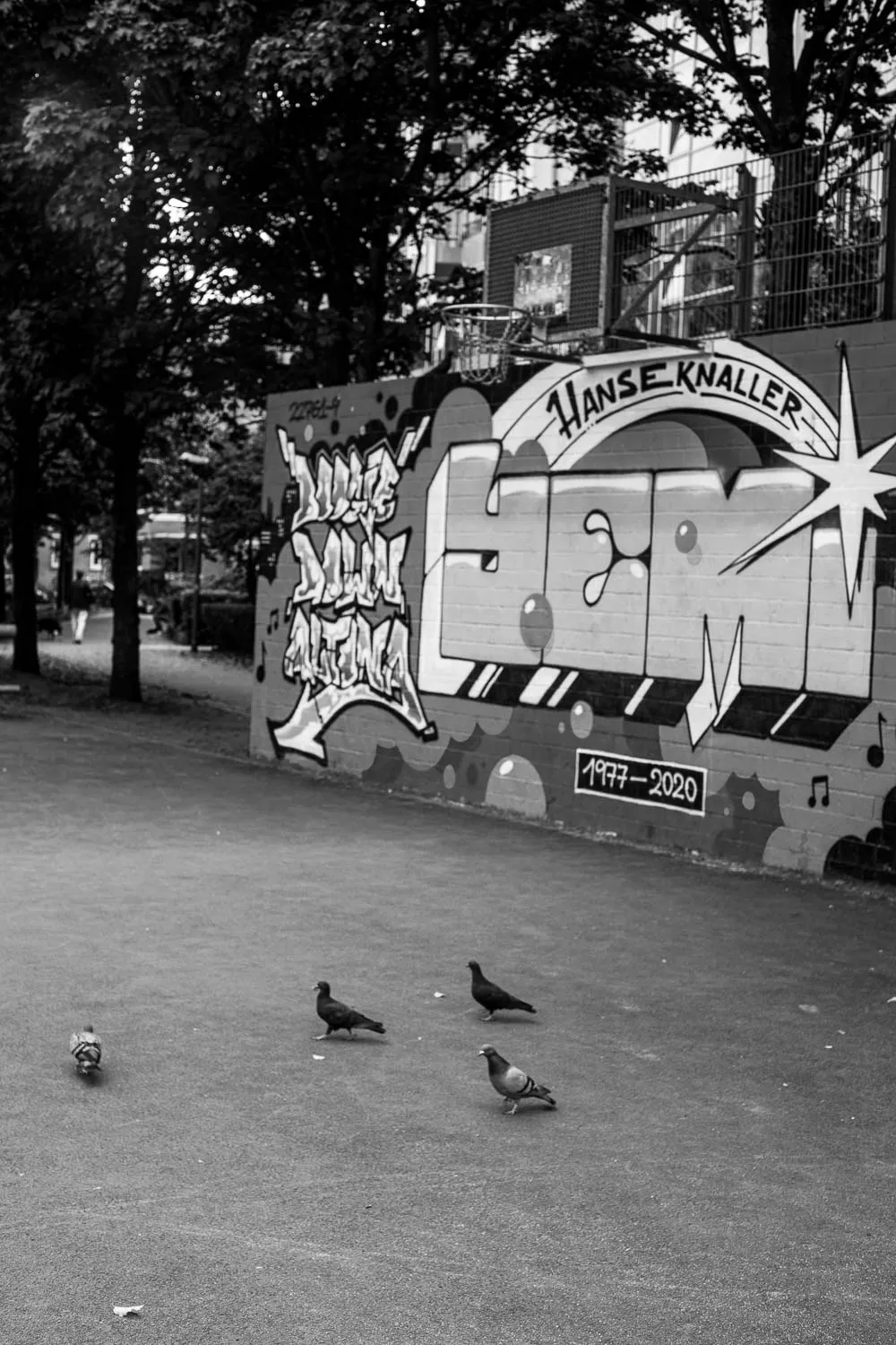 Pigeons playing in basketball court